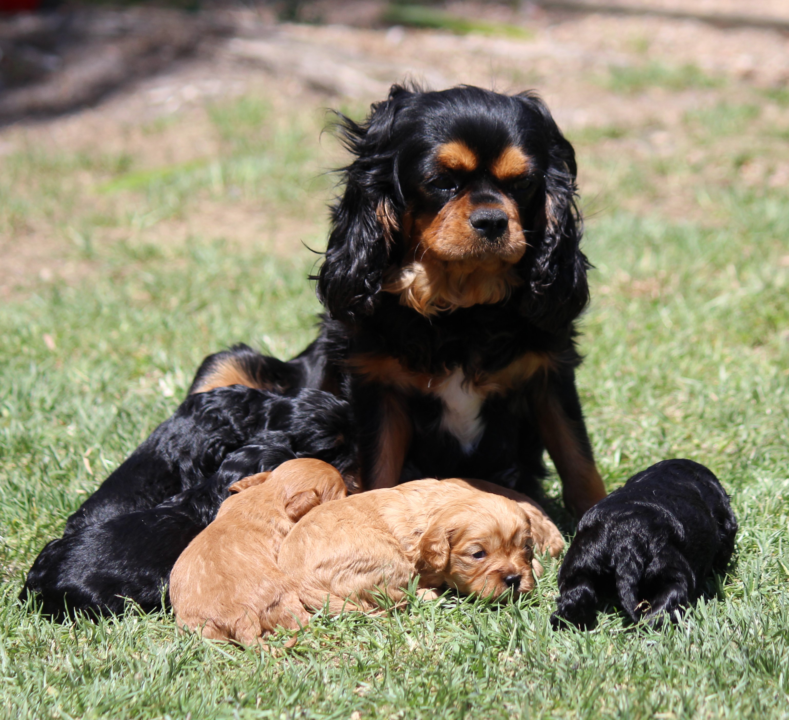 miniature cavoodle size